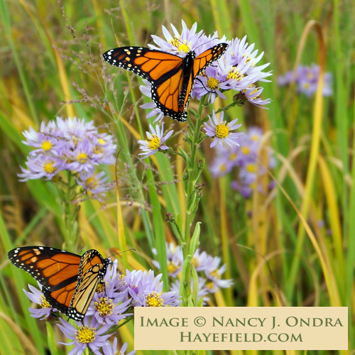 Hayefield Aster tataricus