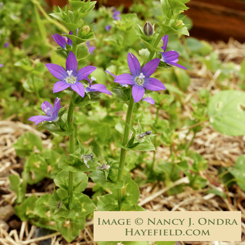 Triodanis-perfoliata-Ondra-2.