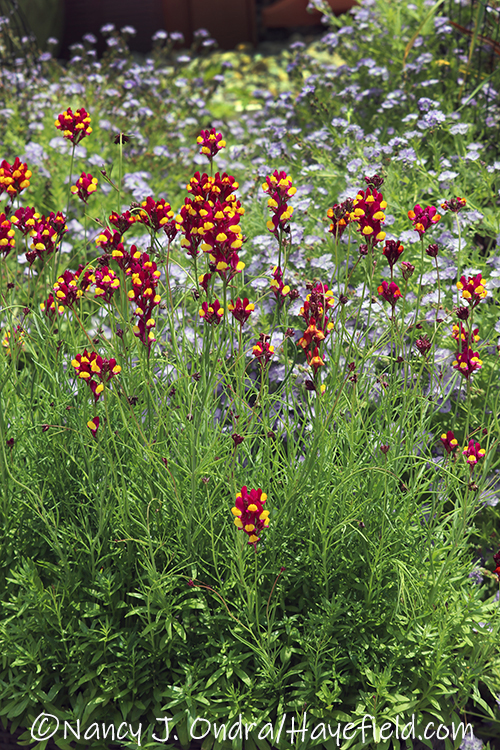 Image of Cytisus lena plant in flower against a blue sky