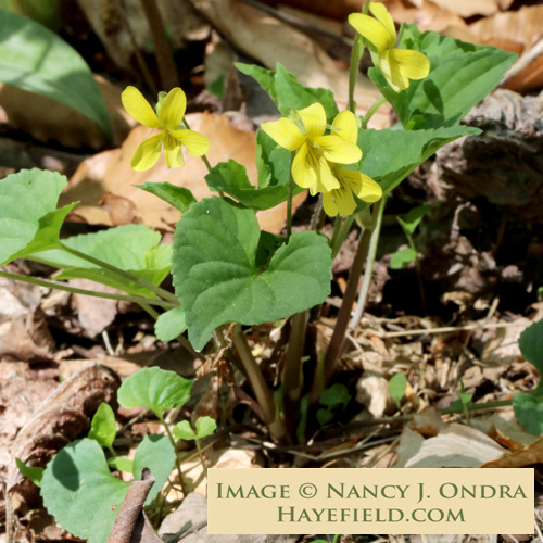 Viola-eriocarpa-Ondra-1.jpg?