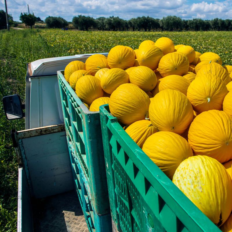 Food Distributors Haystack Data Solutions - Dark Pictures - Classic High Resolution Collection