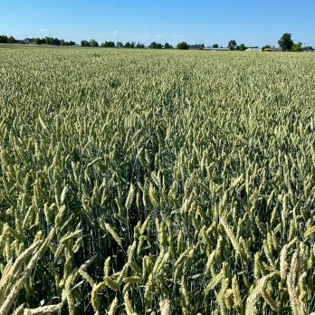 Motley Triticale