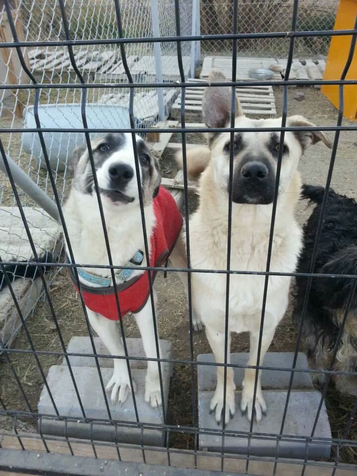 Hayvan Kurtarma Nobel Kitabevi