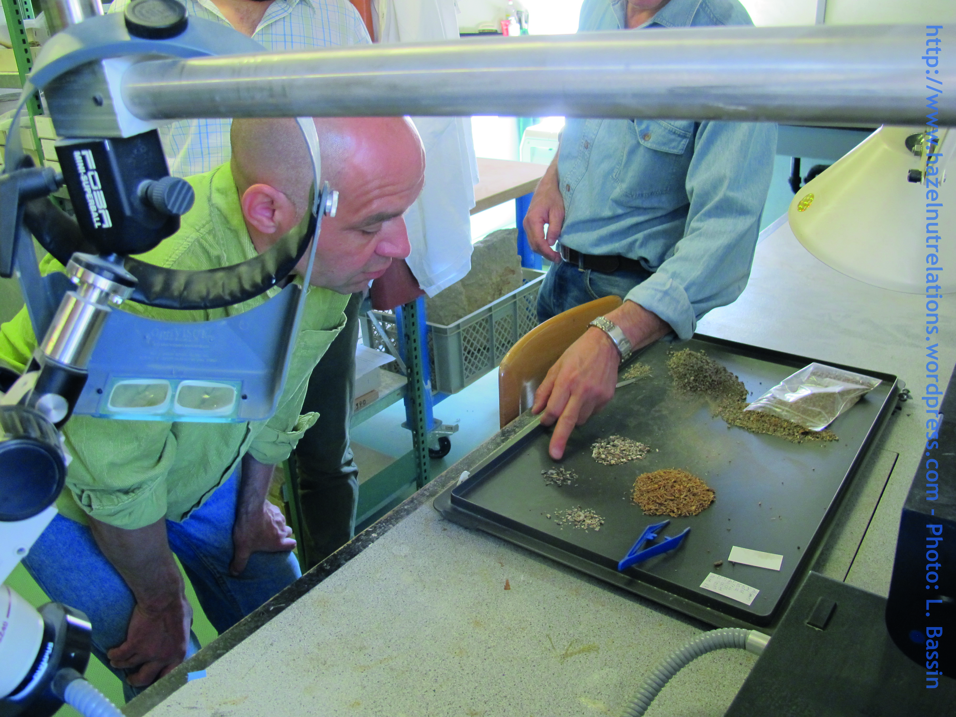 The last of the wet sieving residues are being sorted now in the lab of the Service Archéologique d'Etat de Fribourg. April 2015