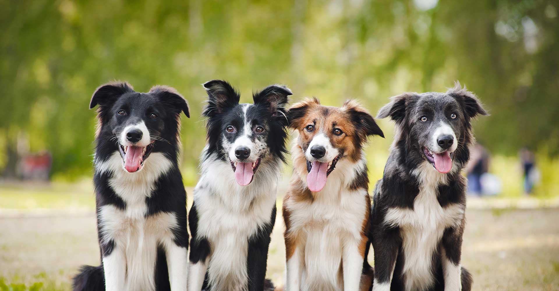 This grant provides free spay/neuter for cats and dogs living in these 23 san antonio zips: Spay Neuter Services Hill Country Animal League