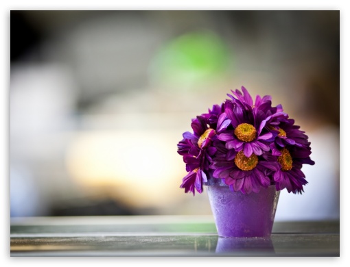 Melts chocolate in 10 minutes. Flower Pot Purple Petals Ultra Hd Desktop Background Wallpaper For