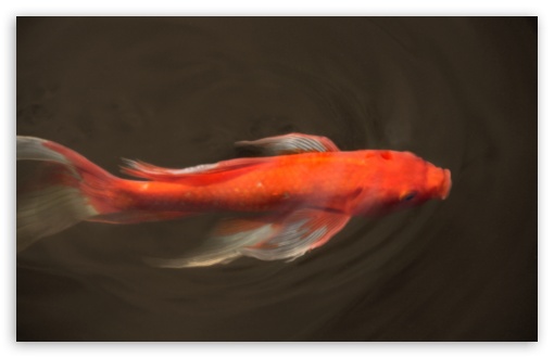 There's everything from 3d, abstract illustration, photography and typography so whatever your de. Koi Fish Ultra Hd Desktop Background Wallpaper For 4k Uhd Tv Multi Display Dual Monitor Tablet Smartphone
