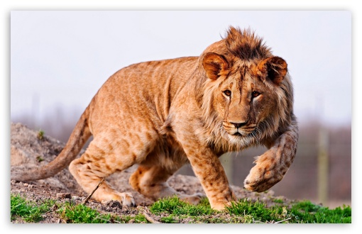 1125x2436 lion ultra hd 4k iphone xsiphone 10iphone x hd. Lion Ultra Hd Desktop Background Wallpaper For 4k Uhd Tv Widescreen Ultrawide Desktop Laptop Tablet Smartphone
