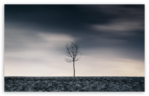 Single Tree Ipad Wallpapers Free Download
