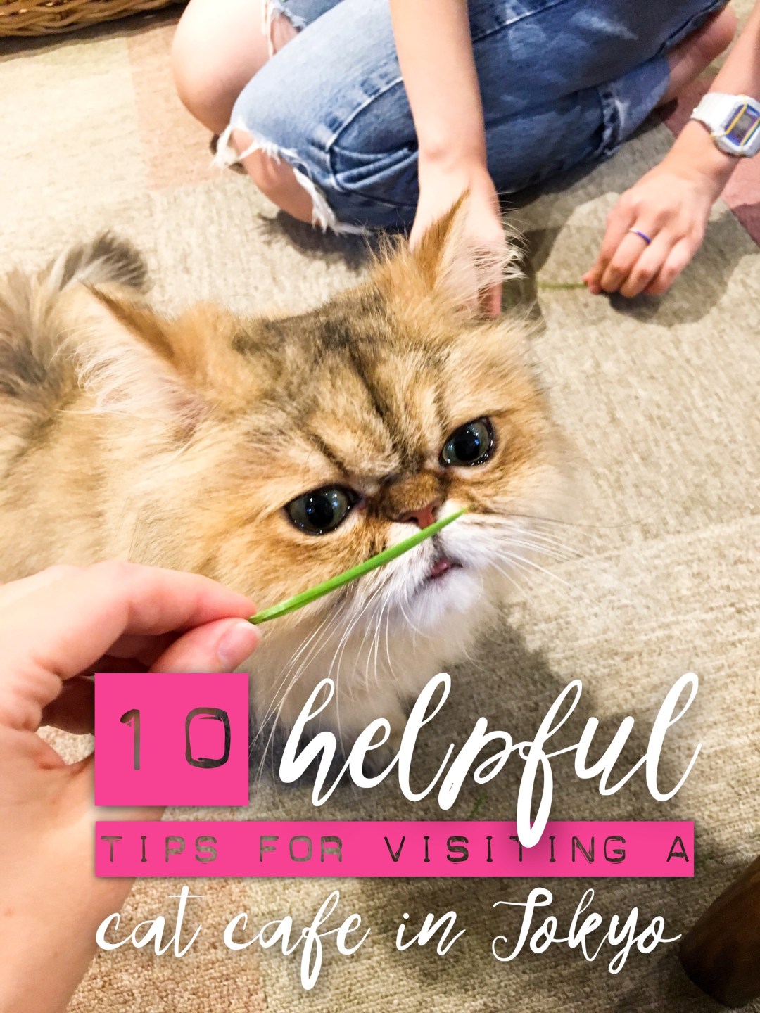 Tips for visiting a cat cafe in Tokyo Japan