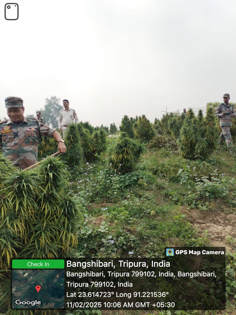 বংশীবাড়ি বেলমুড়া এলাকায় সরকারি ভূমিতে একাধিক প্লটে অভিযান চালিয়ে ২২০০০ গাঁজা গাছ কেটে আগুন দিয়ে পুড়িয়ে ধ্বংস করলো বিশালগড় থানার পুলিশ।