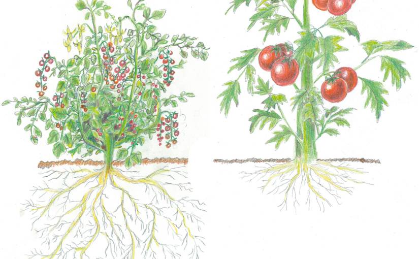 Could Perennial Grains loose their Perenniality?