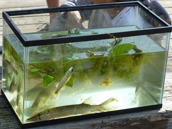 tankfish | Virginia Master Naturalists Headwaters Chapter