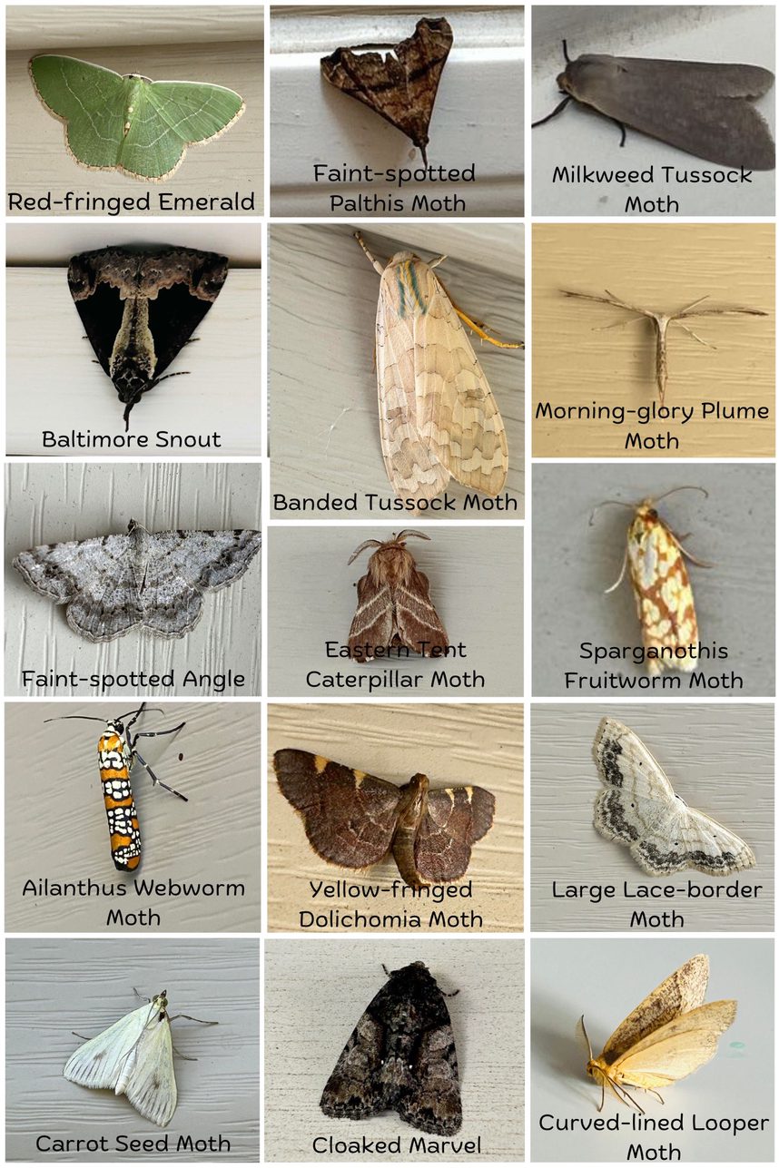 Morning Moths | Virginia Master Naturalists Headwaters Chapter