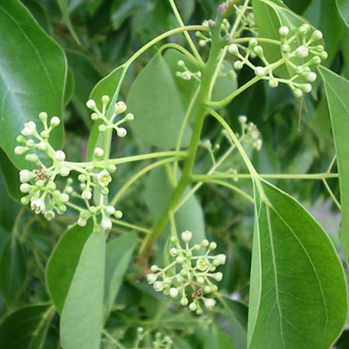 Les graines de camphre sont de la taille . Ravintsara Essential Oil - Healing Essence of Light