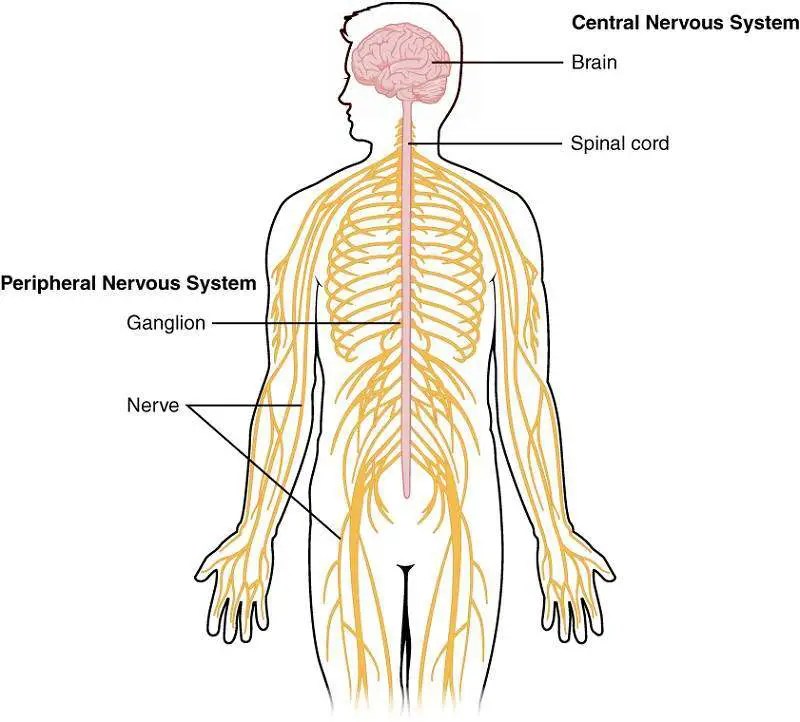 Click the button below to get instant access to these worksheets for use in the classroom or at a home. The nervous system diagram