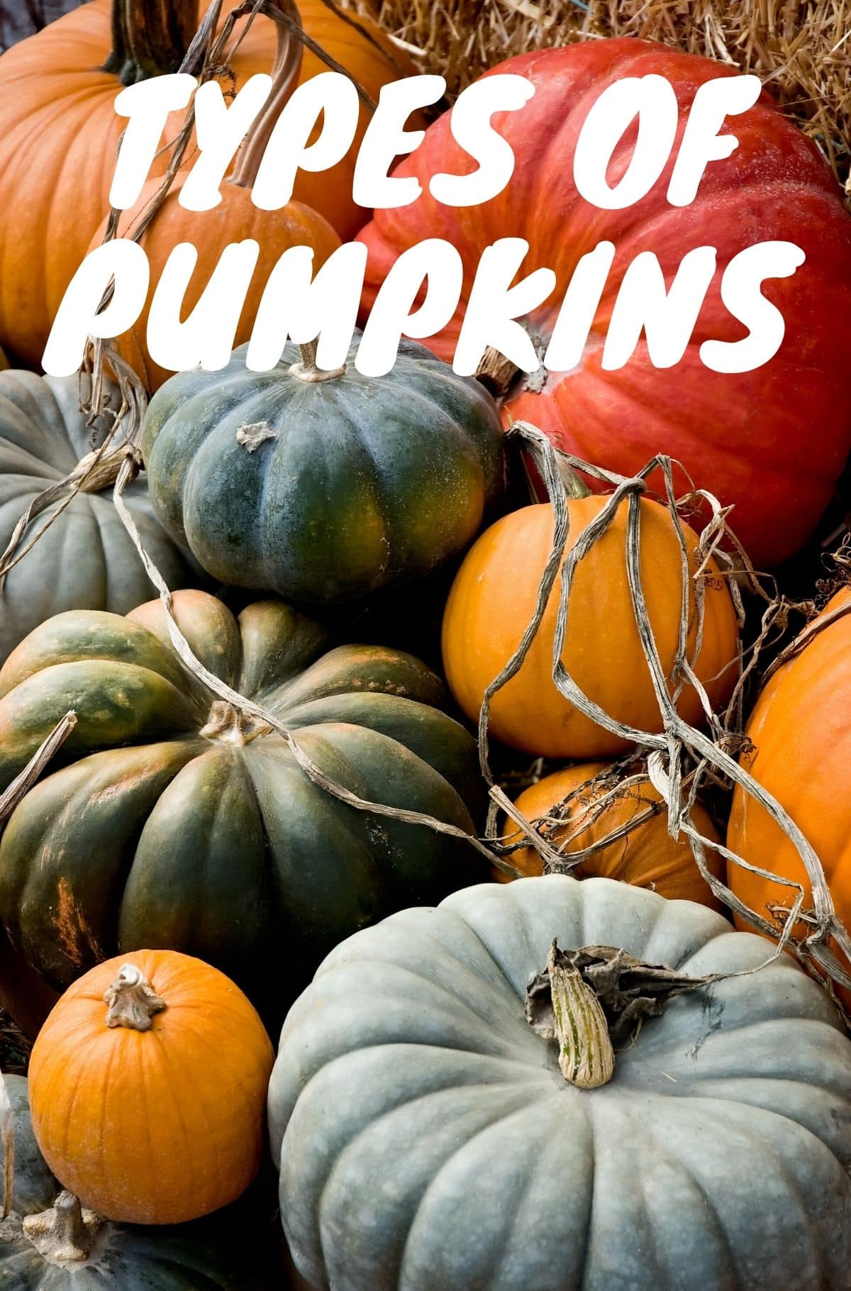 Identifying and choosing the best types of pumpkins