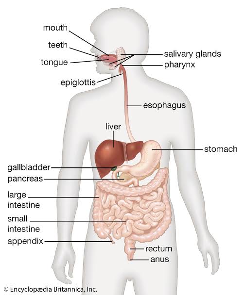 Linzess works locally in the intestines