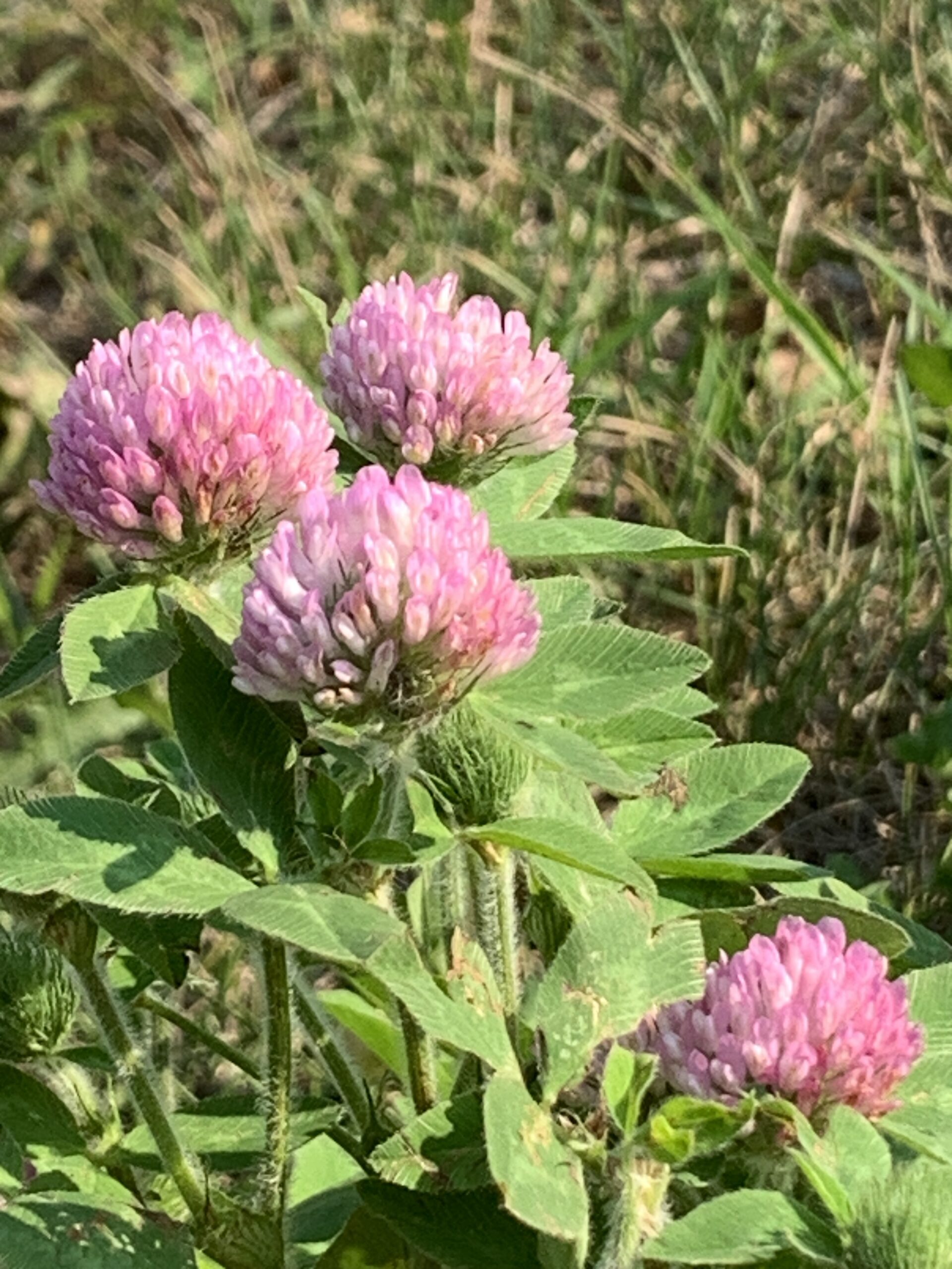 Not just a pretty face: Red Clover - Heartland Safari