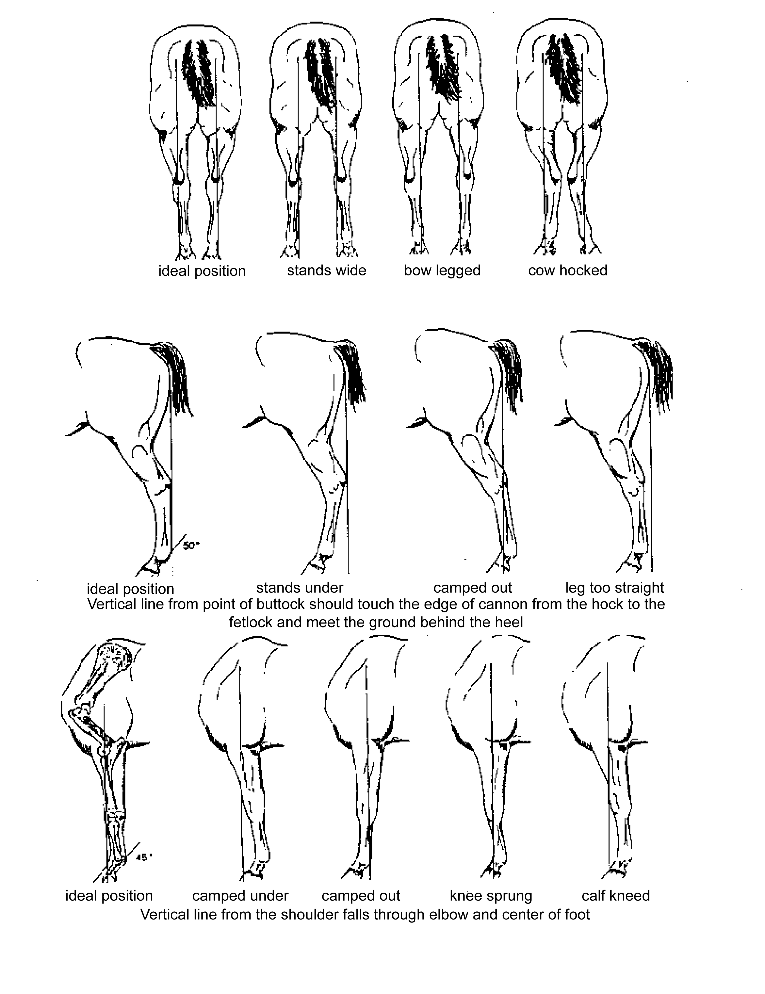 ."What should I look for in conformation and are there good sources to