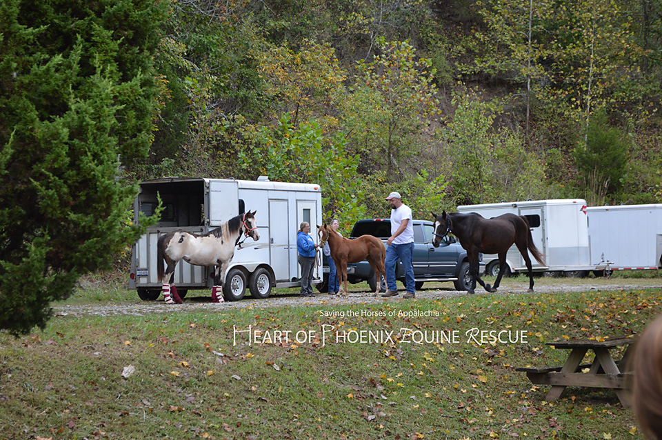 gelding9
