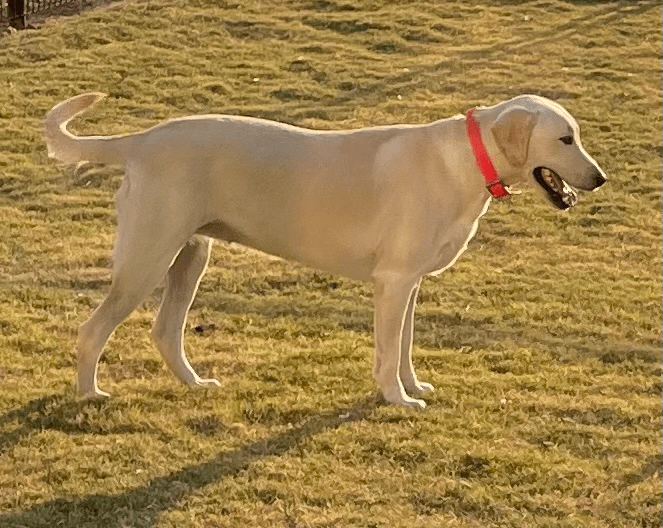 A yellow lab stands guard