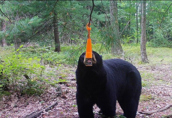Bear Hunting Tips l Bear Hunting