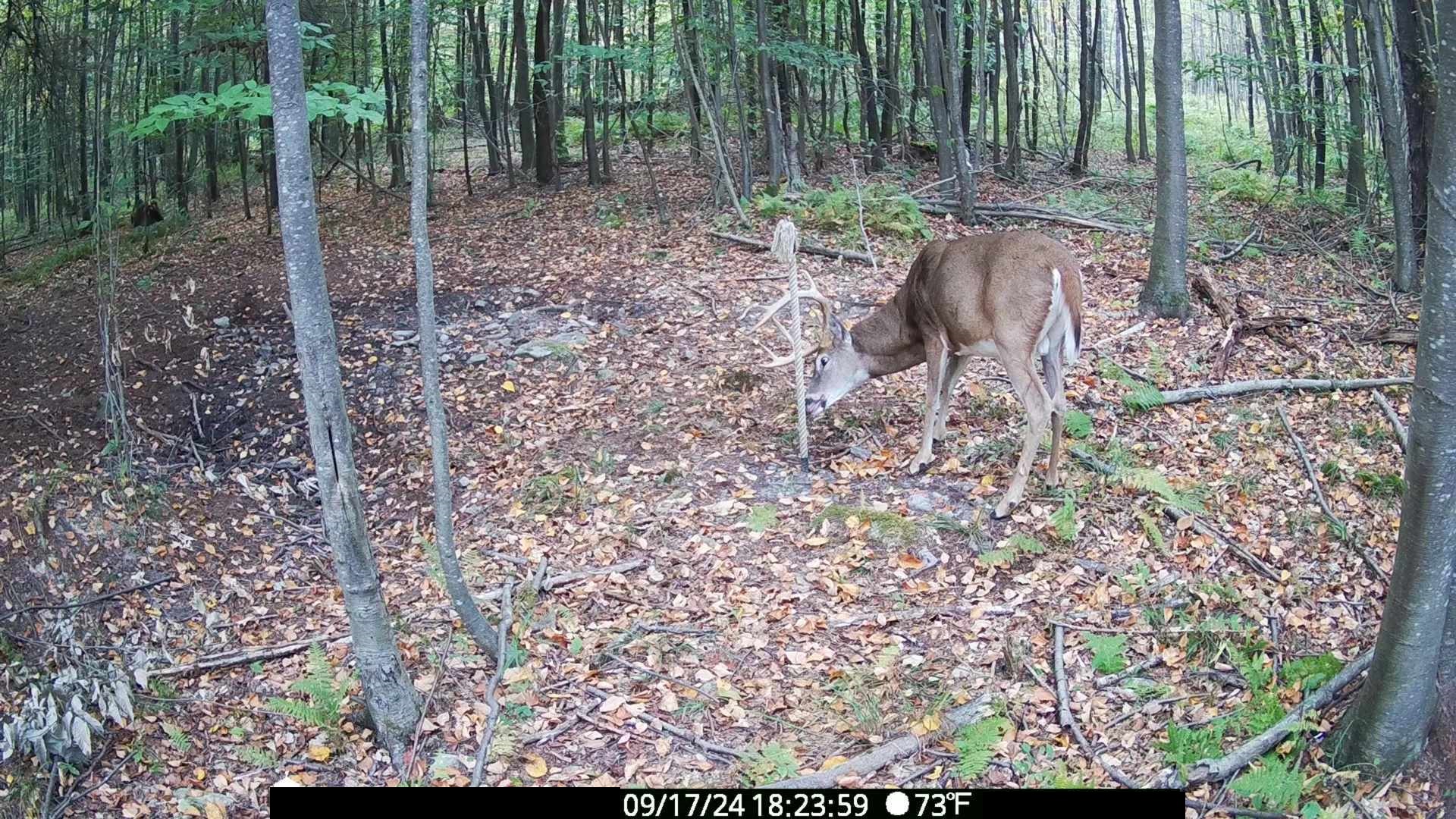 White-tailed deer rubbing antlers on a mock scrape rope in a forest during early fall.