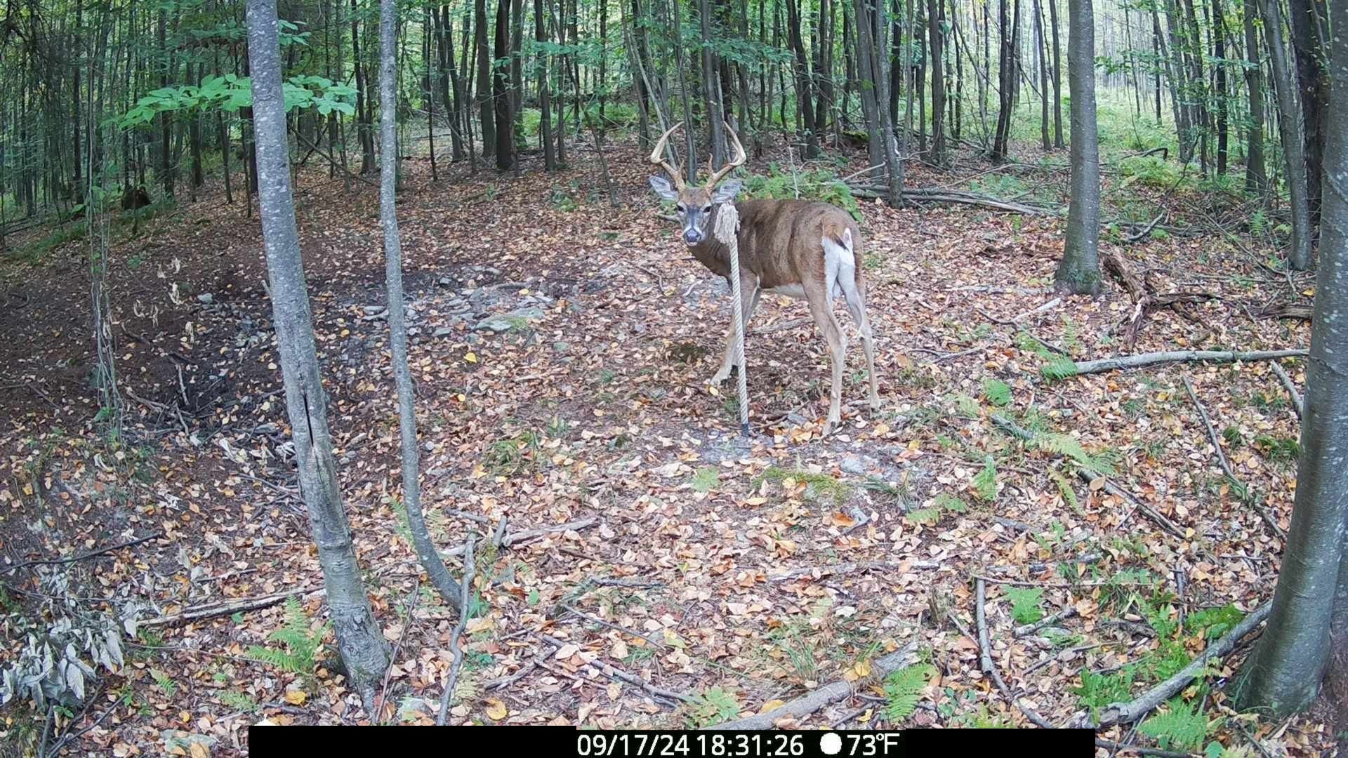 White-tailed deer using a mock scrape rope post in a forest during hunting season.