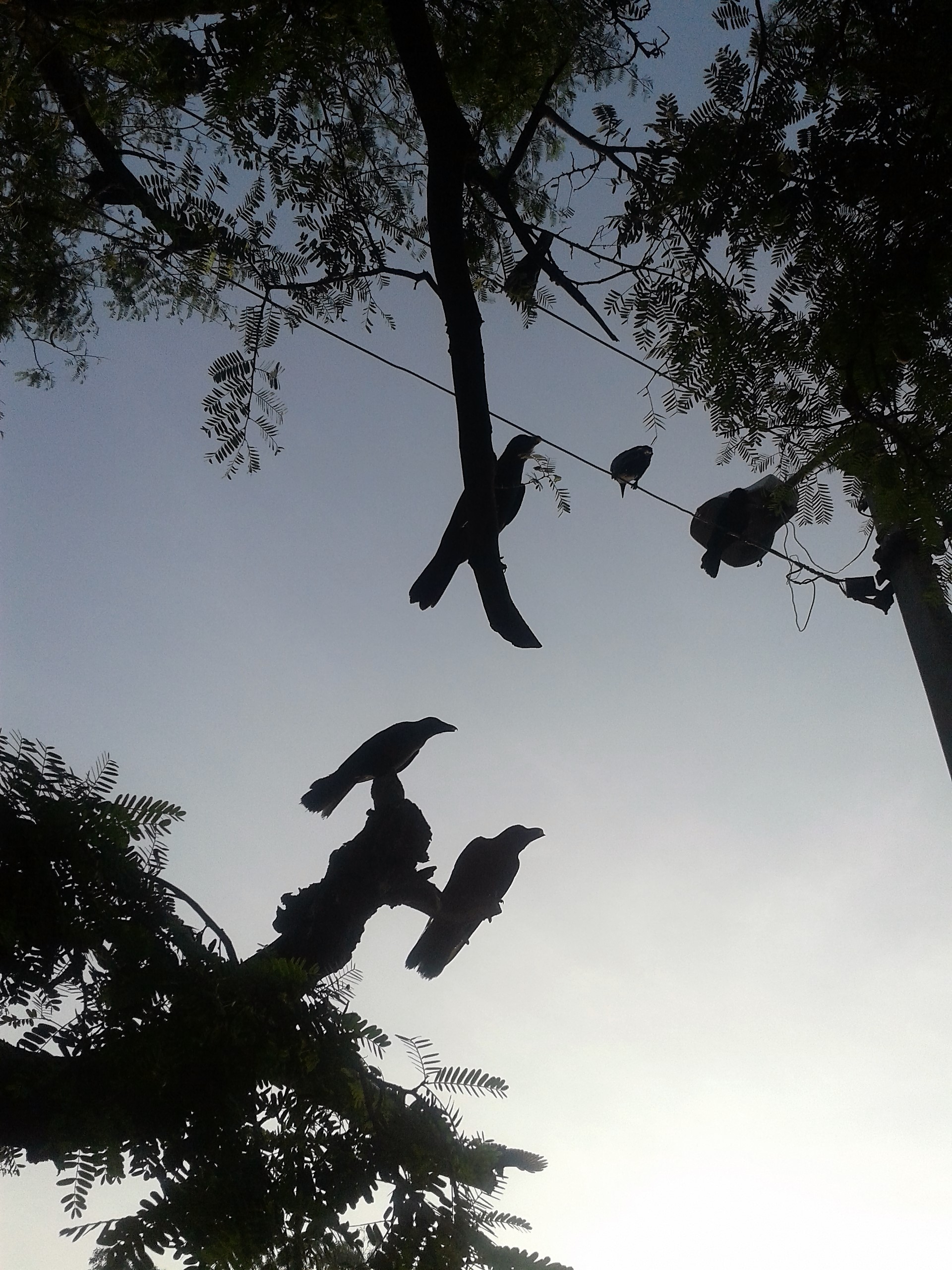 Birdland Heather Gartside 2016