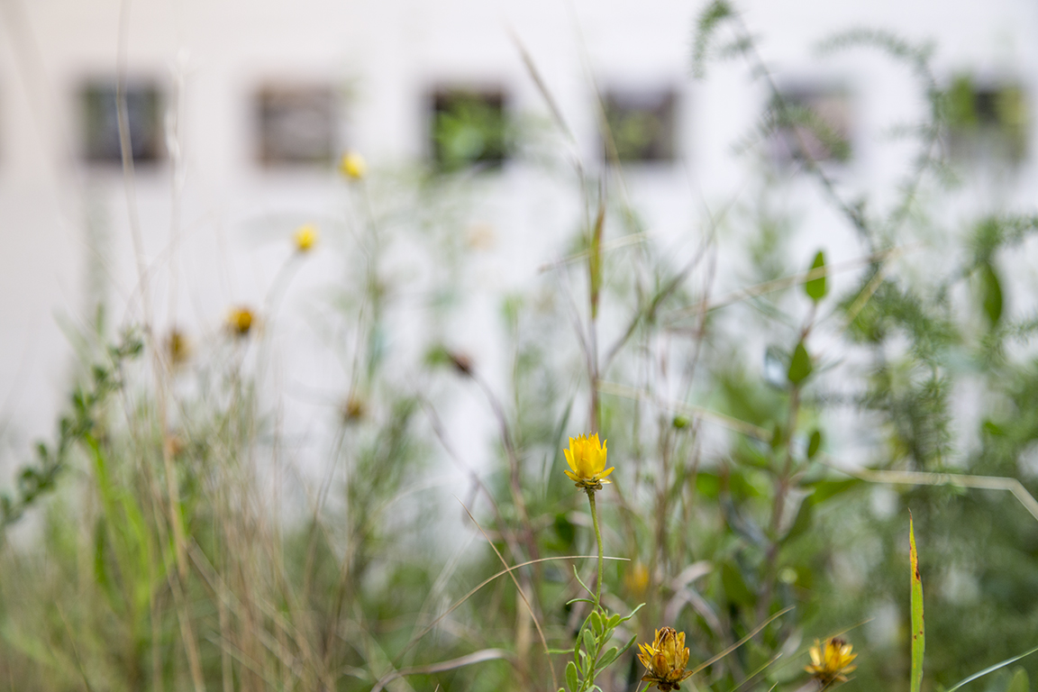 HH_RedGallery_2017_00