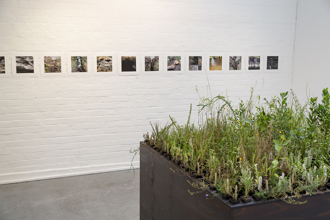 Heather Hesterman, Fieldwork, Ovens and Merri, Red Gallery