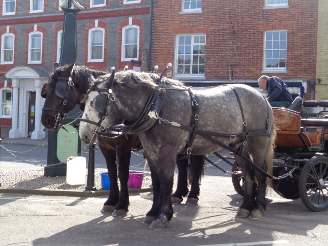 Horses and carriage