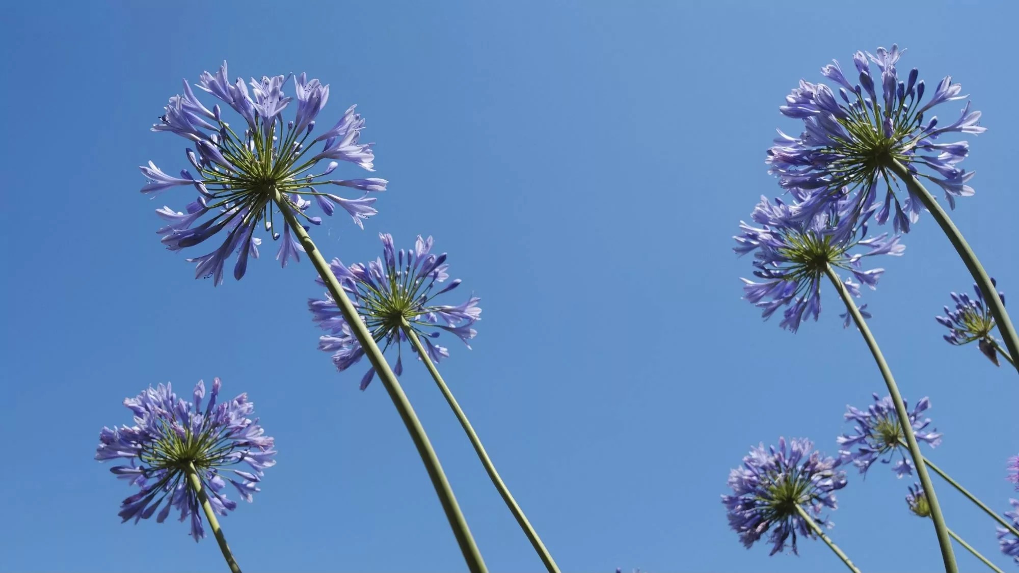 Picture of agapanthus against the sky