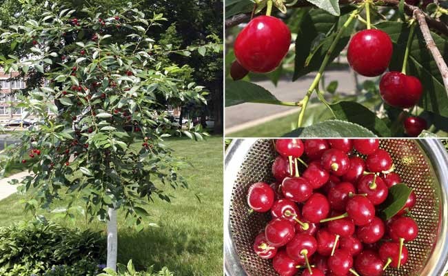North Star Sour Cherry Sour Cherry Tree Trees To Plant Cherry Trees Garden