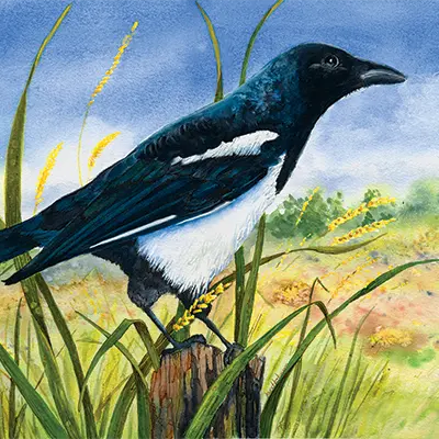 Magpie HVL copy