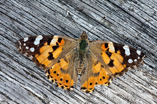 Painted Lady Butterfly an early spring arrival – photograph by Robin Sutton