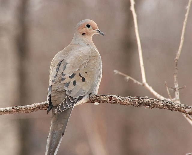 The Difference Between A Dove And A Crow Hebrew Language Culture
