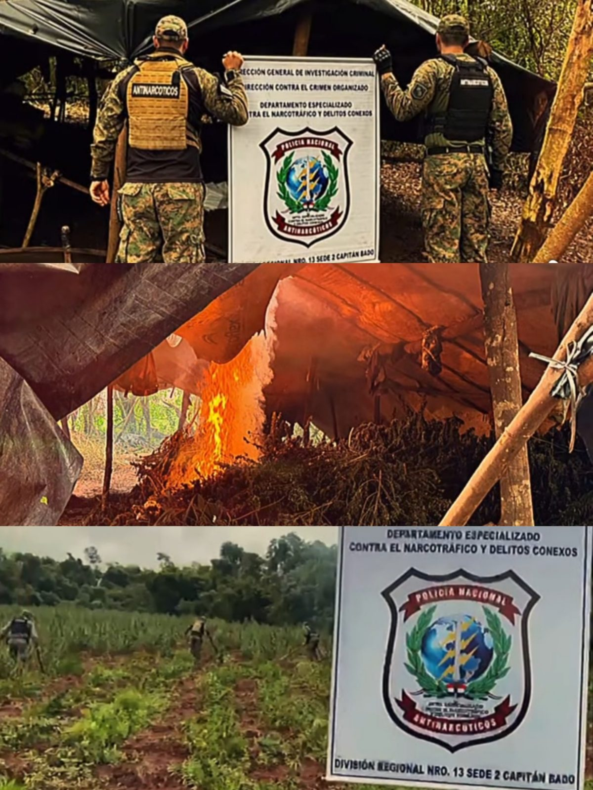 Antinarcóticos destruyó seis hectáreas de marihuana en un establecimiento rural de Capitán Bado