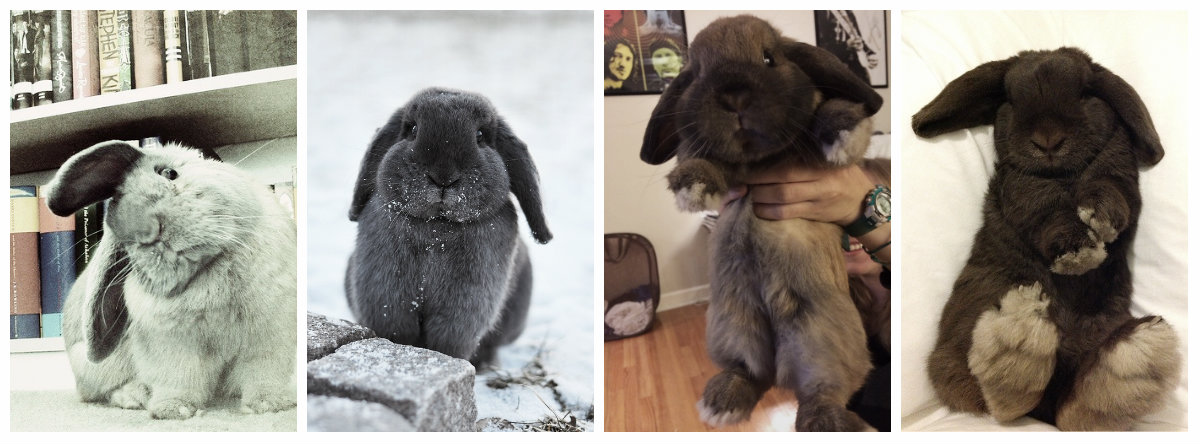 conejos