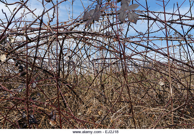 you want them like this..supple and strong like a bike lock steel core!