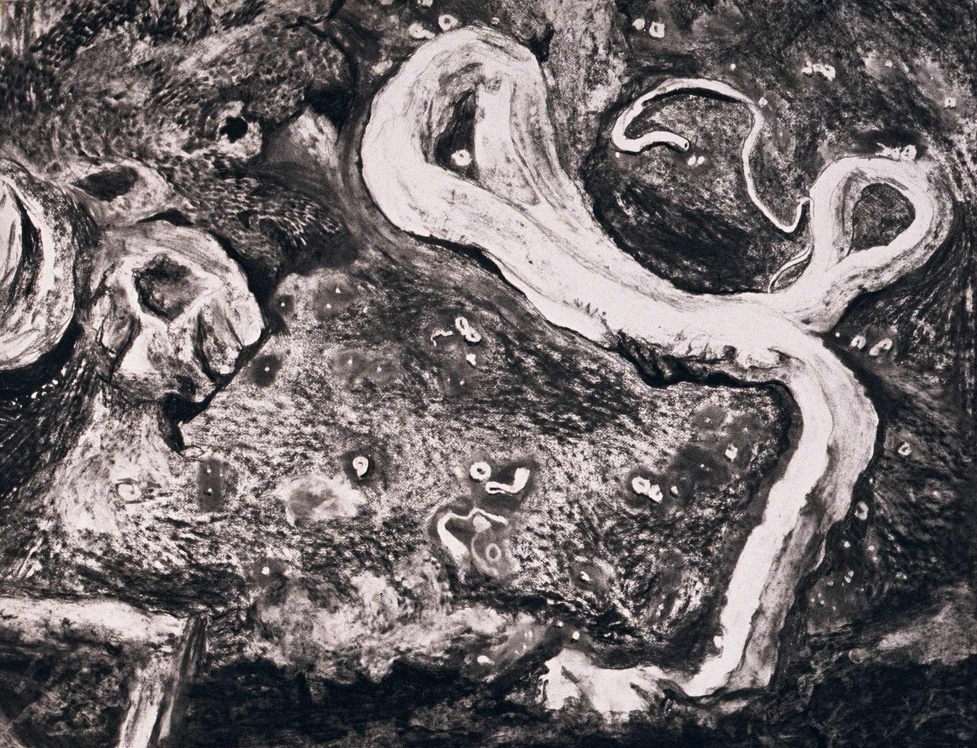 Coquillage 2, 2007, fusain sur papier, 60 x 100 cm