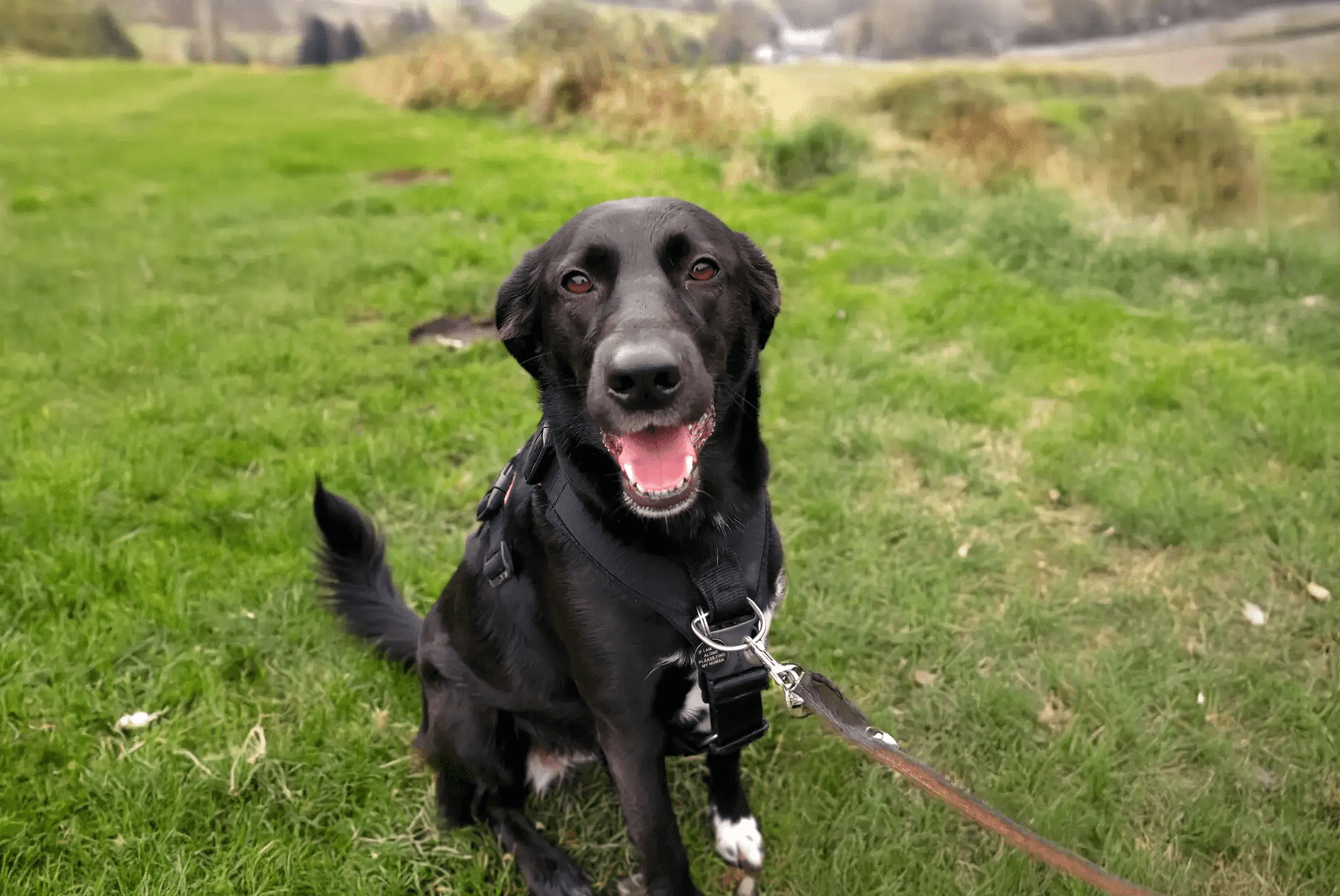 Black dog on a grassy hill