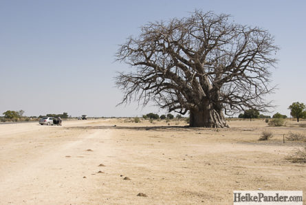 Tree Of Life Painting By Corynne Hilbert