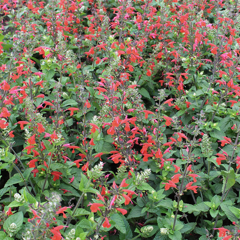Gartensalbei Pflege Wissenswertes Zur Zierstaude