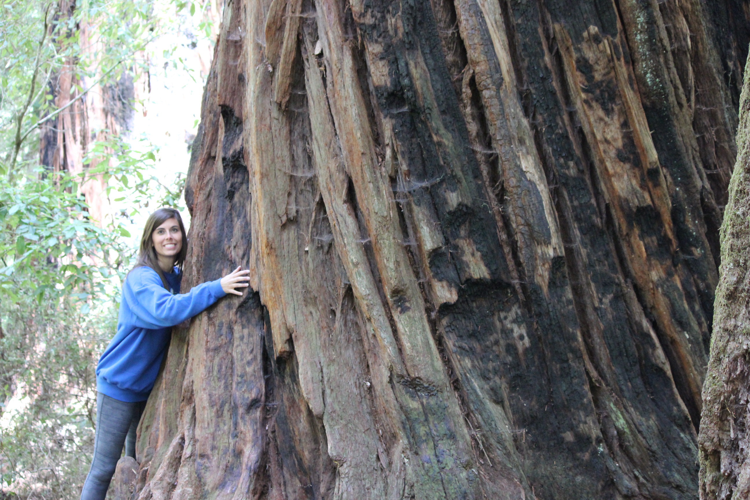 Redwood tree, Big Basin Redwood State Park 2015