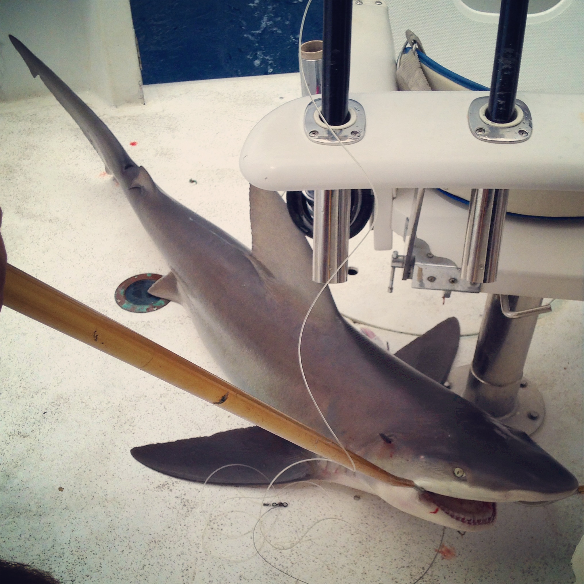 We caught a shark, Ft. Lauderdale 2014