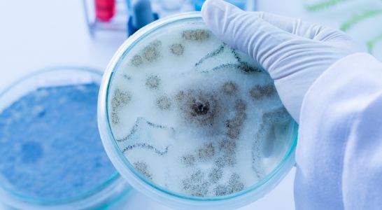 Fecal source tracking