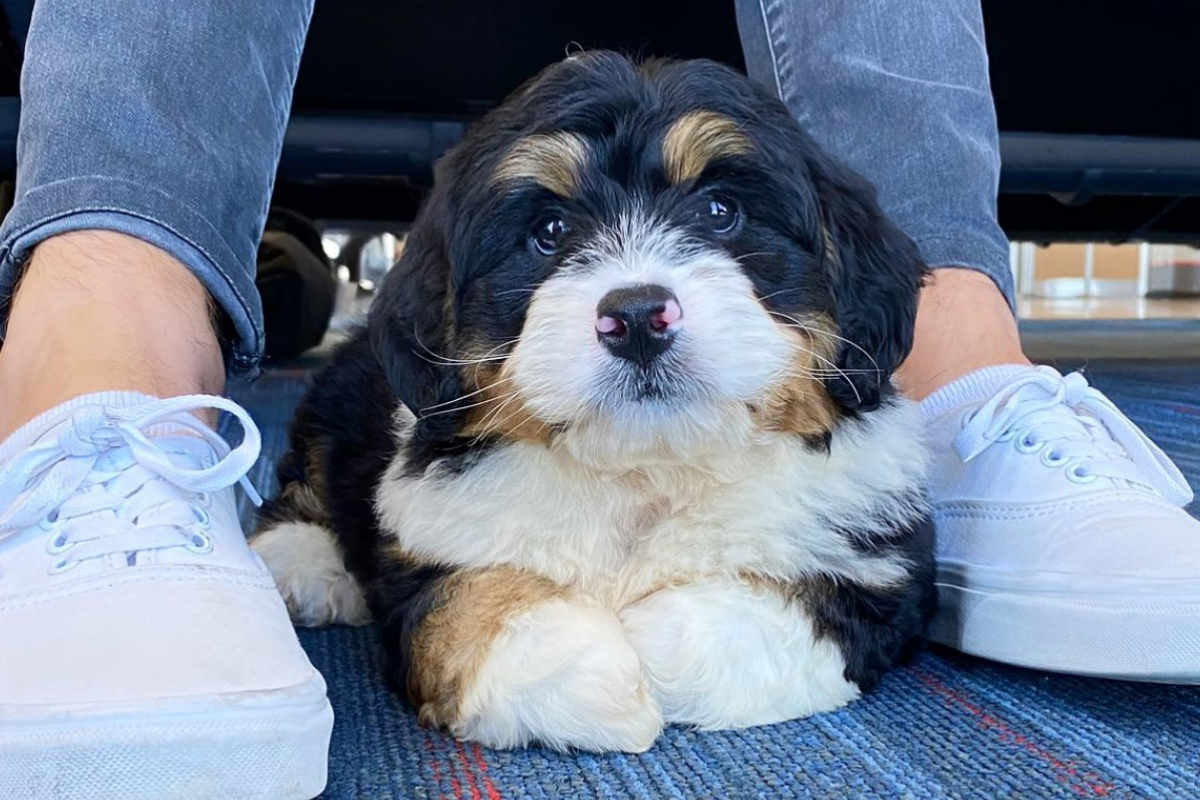  Mini Bernedoodle Size Appearance Temperament Price Shedding