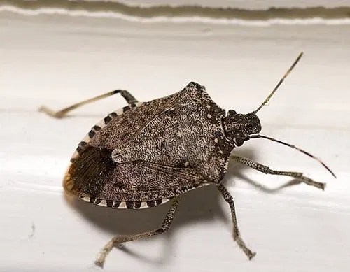 What attracts stink bugs in your house